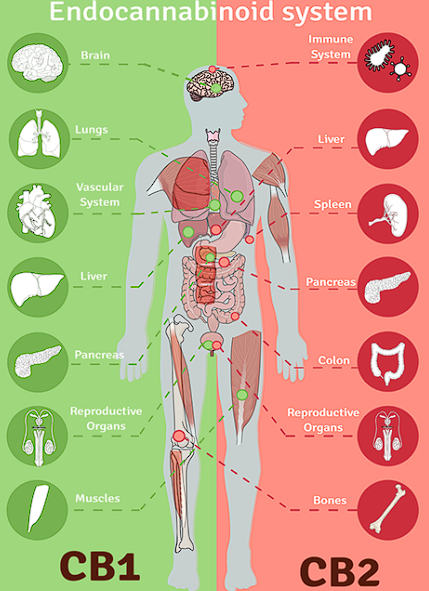 ендоканабіоідна система